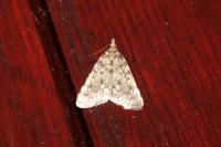 Aglossa pinguinalis