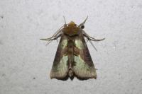 Diachrysia chrysitis