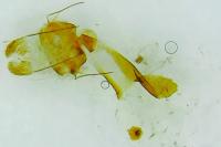 Epirrhoe alternata