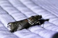 Acrobasis legatea