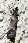 Acrobasis legatea