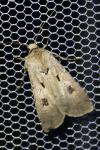 Agrotis exclamationis exclamationis