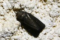 Amphipyra livida