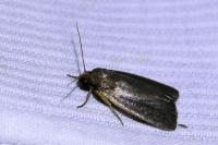 Amphipyra livida