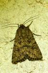 Anarta pugnax