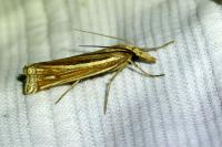 Ancylolomia tentaculella