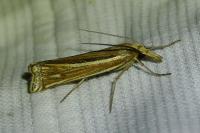 Ancylolomia tentaculella