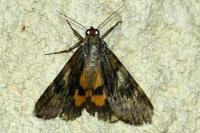 Catocala nymphagoga