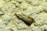 Catoptria falsella