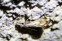 Catoptria falsella