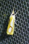 Catoptria pinella