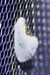 Cilix glaucata/hispanica