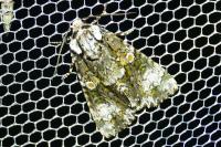Craniophora ligustri