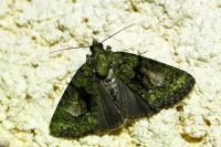 Cryphia algae/pallida/ochsi