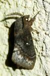 Dendrolimus pini pini