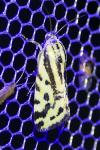Emmelia trabealis