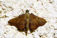 Endotricha flammealis