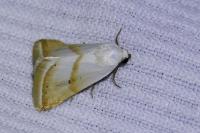 Eublemma pura