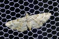 Gymnoscelis rufifasciata