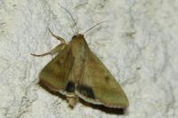 Helicoverpa armigera
