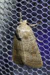 Hoplodrina