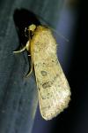 Hoplodrina