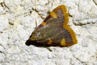 Hypsopygia costalis