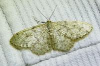 Idaea cervantaria