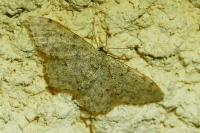 Idaea cervantaria