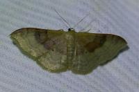 Idaea degeneraria
