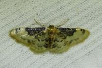 Idaea filicata