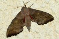 Laothoe populi