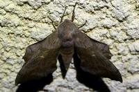 Laothoe populi