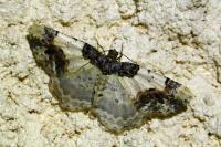 Ligdia adustata