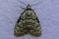 Meganola strigula