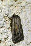 Mythimna riparia