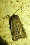 Mythimna riparia