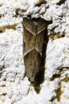 Nyctegretis lineana