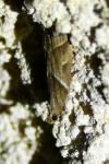 Nyctegretis lineana