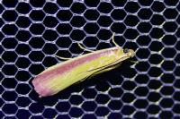 Oncocera semirubella