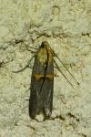 Oxybia transversella