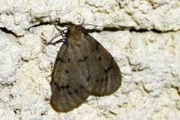 Paidia rica