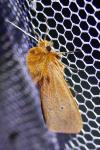 Phragmatobia fuliginosa