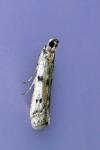 Phycitodes