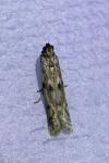 Phycitodes