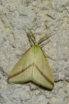 Rhodometra sacraria