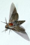 Hyloicus pinastri/maurorum