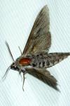 Hyloicus pinastri/maurorum