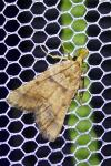Stemmatophora brunnealis