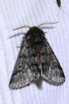 Thaumetopoea pityocampa